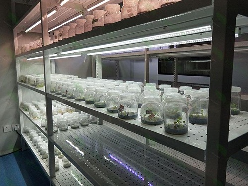 龙门植物组织培养实验室设计建设方案